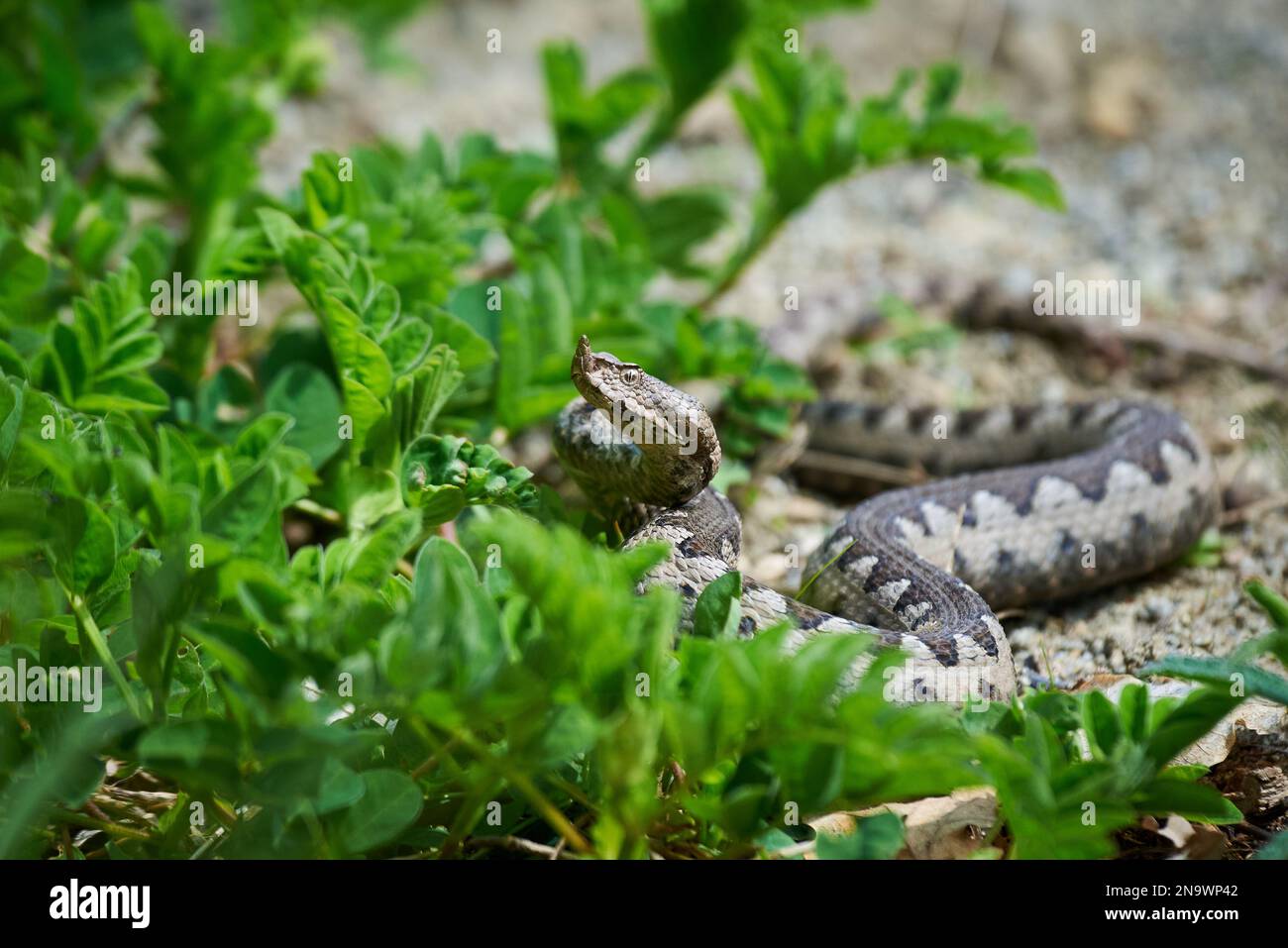 Viper maschio in habitat naturale (Vipera Ammodytes) Foto Stock