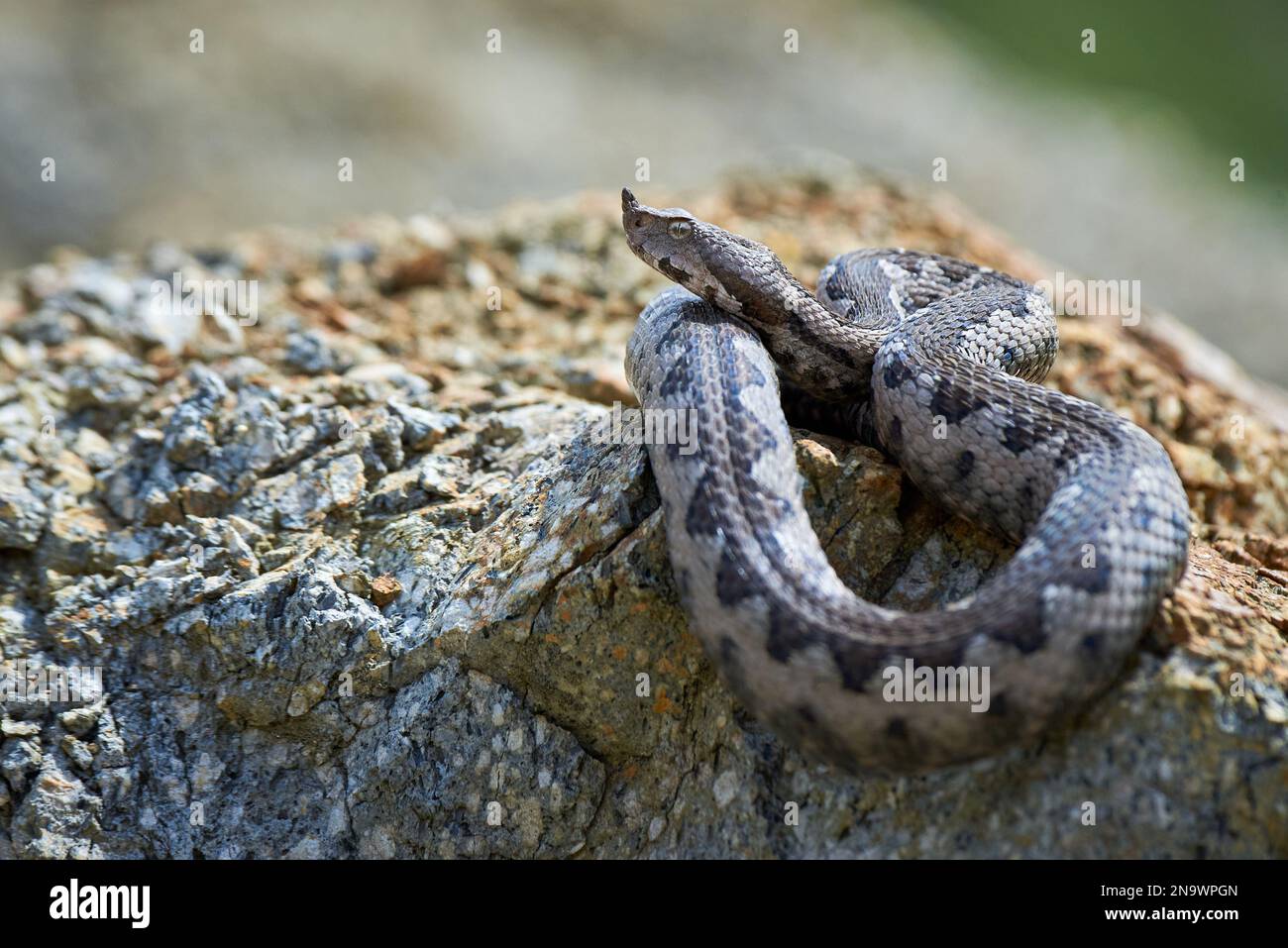 Viper maschio in habitat naturale (Vipera Ammodytes) Foto Stock