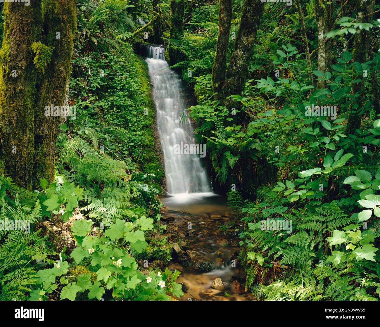 Cascata nella foresta lussureggiante; Oregon, Stati Uniti d'America Foto Stock