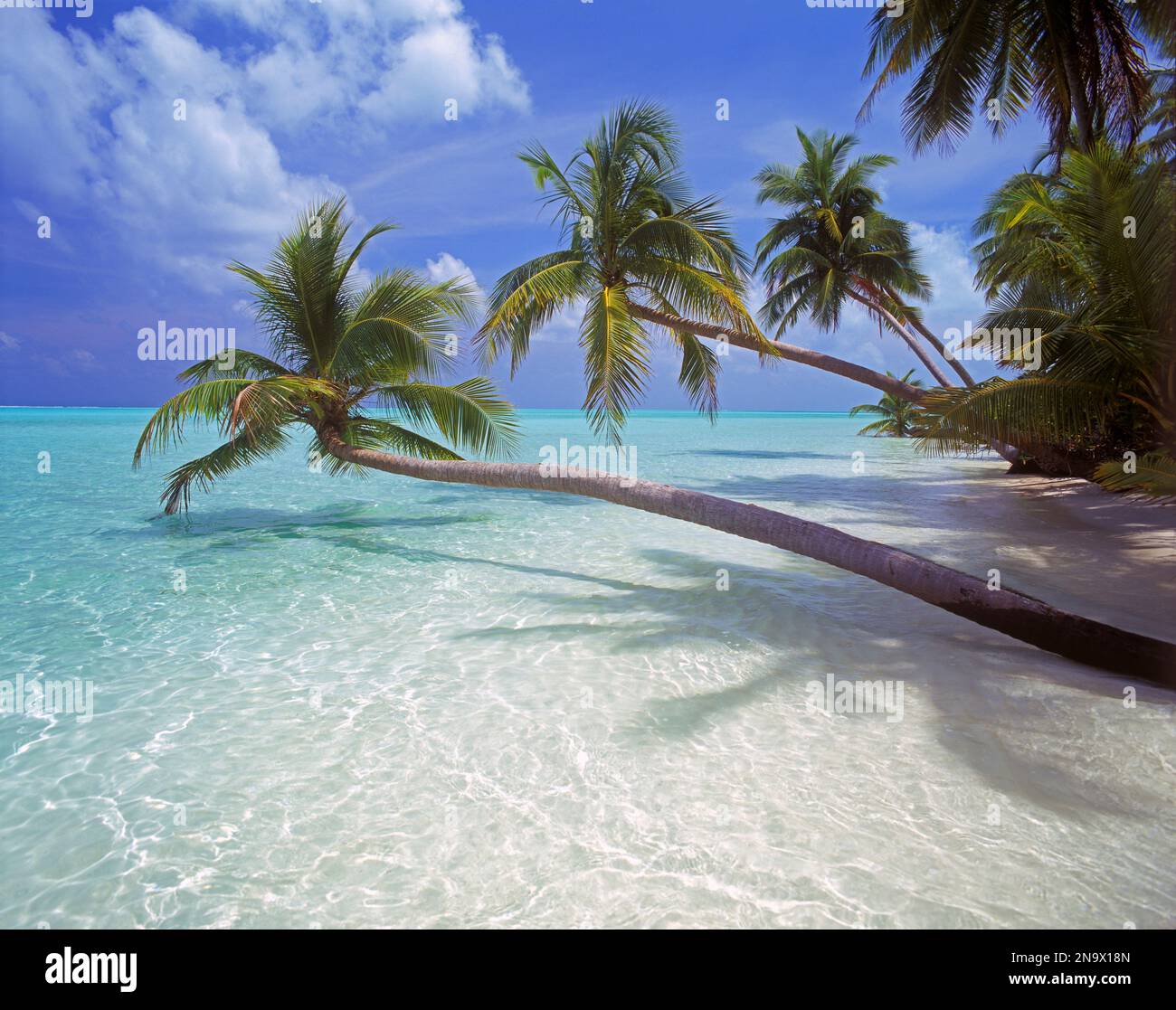 Palme che si stendono dalle spiagge di sabbia bianca sopra le limpide acque turchesi lungo la costa di un'isola delle Maldive; Maldive Foto Stock