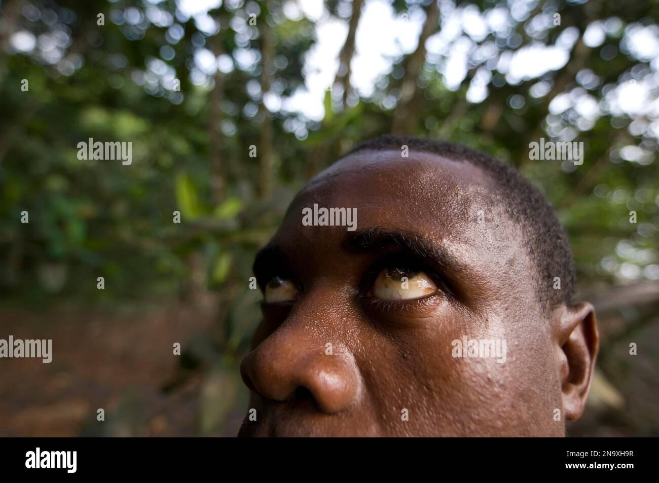Gli occhi dell'uomo cercano le scimmie nella foresta sull'isola di Bioko; Isola di Bioko Sud, Guinea Equatoriale Foto Stock