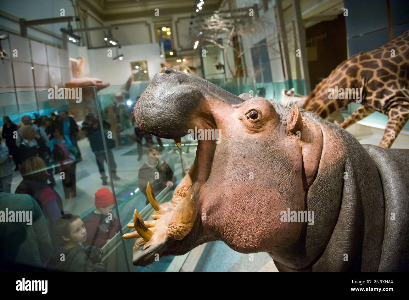 All'interno dello Smithsonian Museum of Natural History; Washington, District of Columbia, Stati Uniti d'America Foto Stock