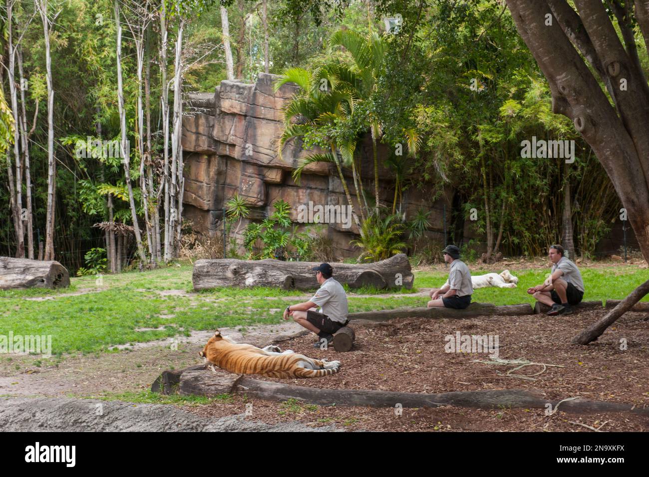 I custodi passano la giornata nel recinto per mantenere le loro tigri abituate; Coomera, Queensland, Australia Foto Stock