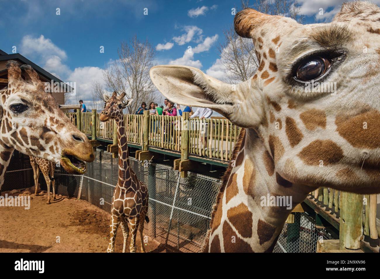 Lo zoo di Cheyenne Mountain ospita la più grande mandria di giraffe reticolate del Nord America (Giraffa camelopardalis reticulata) Foto Stock