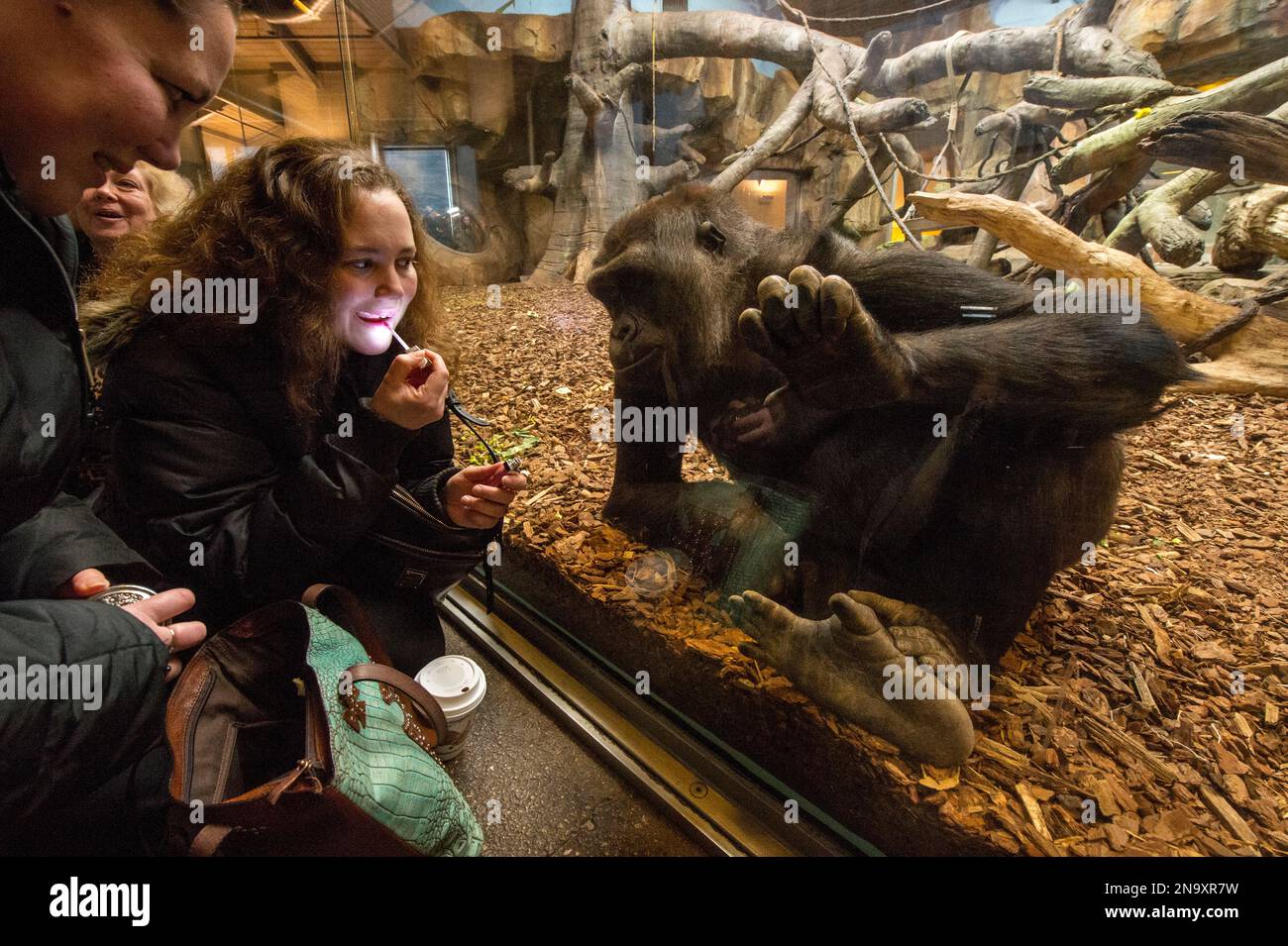 Il turista interagisce con un gorilla di pianura occidentale ((Gorilla gorilla gorilla) presso la Hubbard Gorilla Valley nello zoo Henry Doorly di Omaha Foto Stock