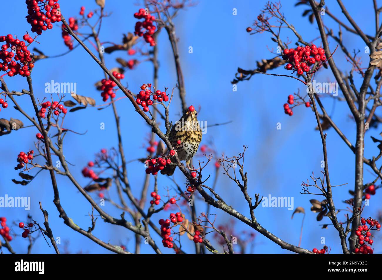 Canzone thrush Turdus philomelos in un giardino di Edimburgo Foto Stock