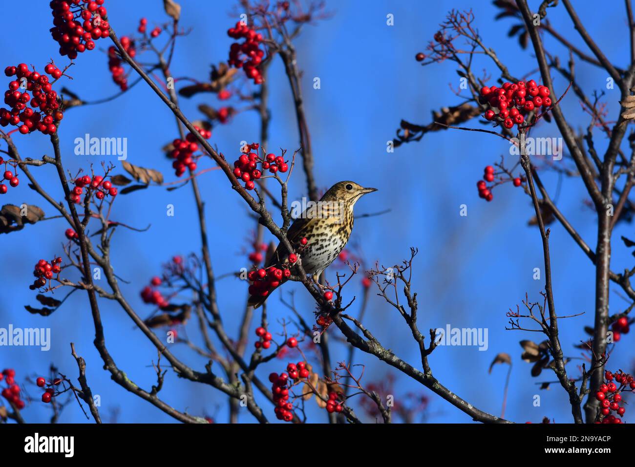 Canzone thrush Turdus philomelos in un giardino di Edimburgo Foto Stock