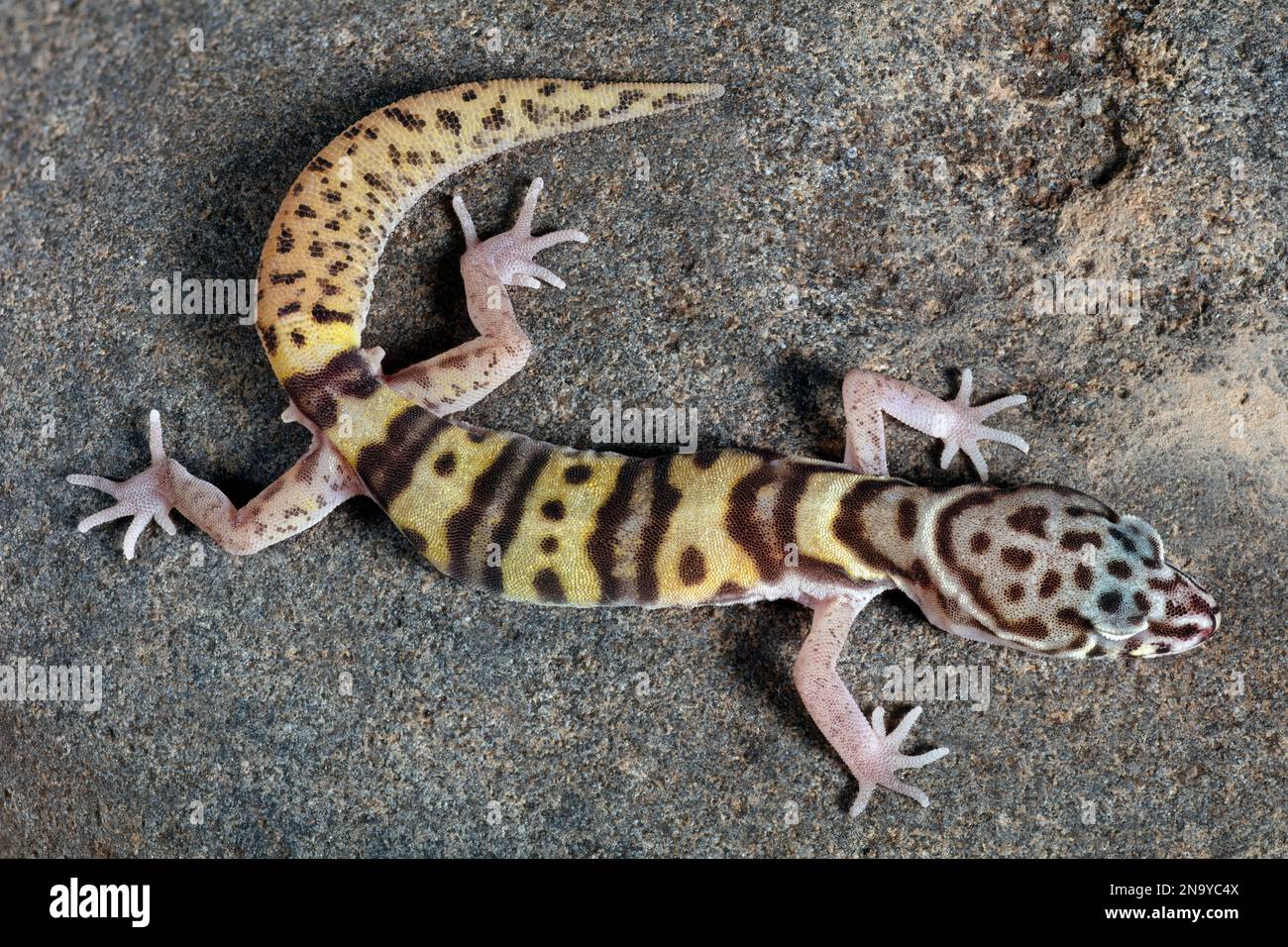 Western Banded Gecko, Coleonyx variegatus (maschio) Foto Stock