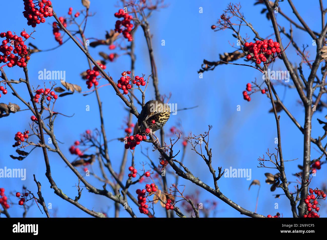 Canzone thrush Turdus philomelos in un giardino di Edimburgo Foto Stock