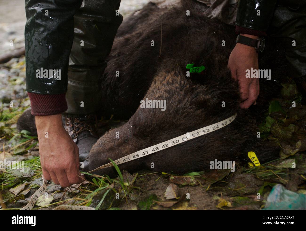 Il ricercatore misura testa di orso bruno raccogliendo dati sugli orsi; Alaska, Stati Uniti d'America Foto Stock