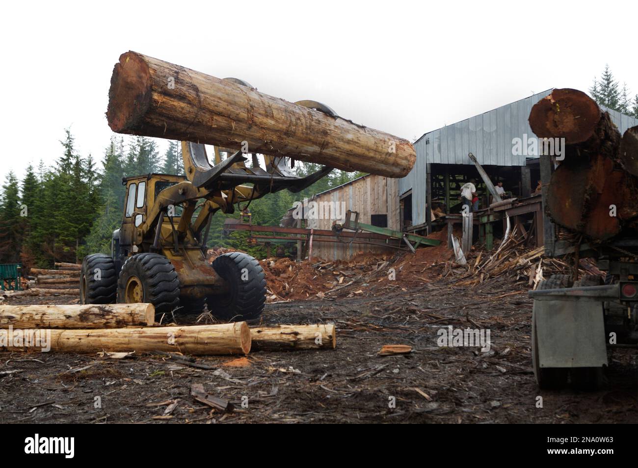 Il legname è trasformato in frappè di cedro e legname; Prince of Wales Island, Alaska, Stati Uniti d'America Foto Stock