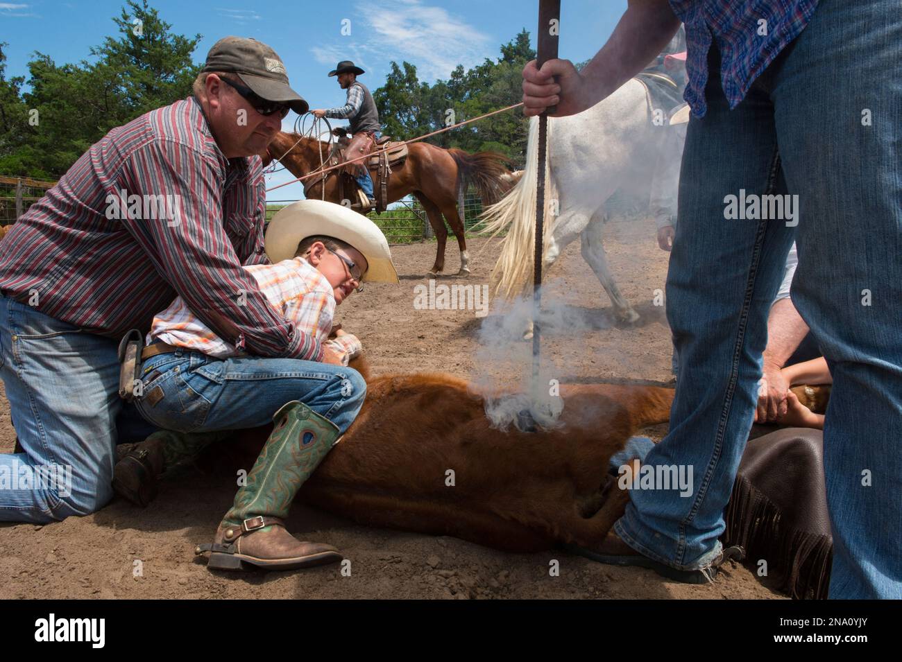 Due uomini e un bambino di età elementare marca di bestiame; Burwell, Nebraska, Stati Uniti d'America Foto Stock