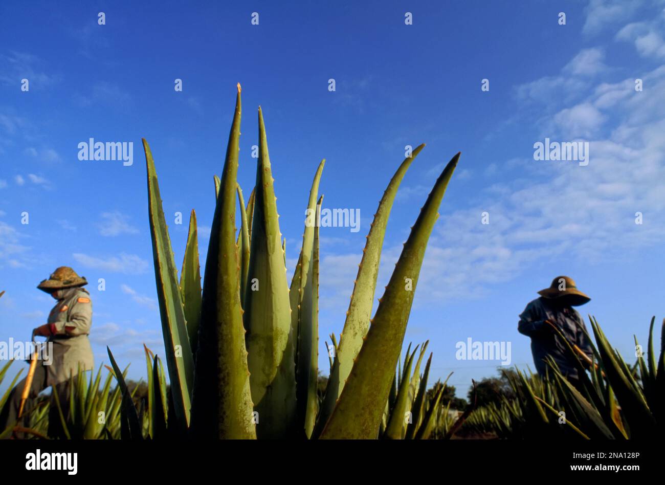 Vista ravvicinata di uno stabilimento di aloe in un campo di aloe, dove molti lavoratori sono stranieri residenti, cittadini messicani con carte verdi che consentono loro di wor... Foto Stock