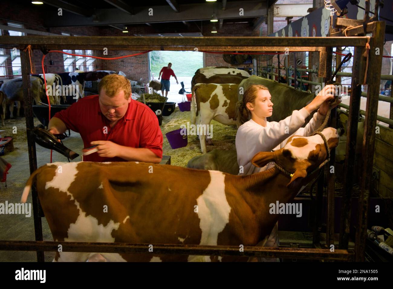 Bestiame in cura per l'Iowa State Fair; Des Moines, Iowa, Stati Uniti d'America Foto Stock
