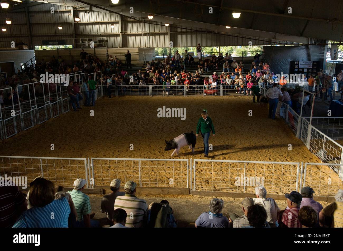 La mostra di maiali 4-H alla Tulsa State Fair; Tulsa, Oklahoma, Stati Uniti d'America Foto Stock