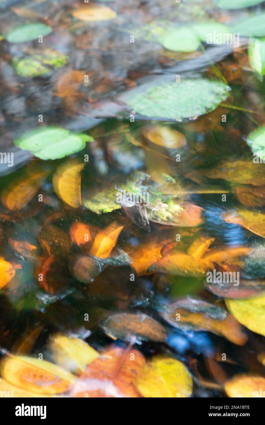 Foglie sfocate che galleggiano nell'acqua, composizione concettuale della natura, schermo verticale Foto Stock