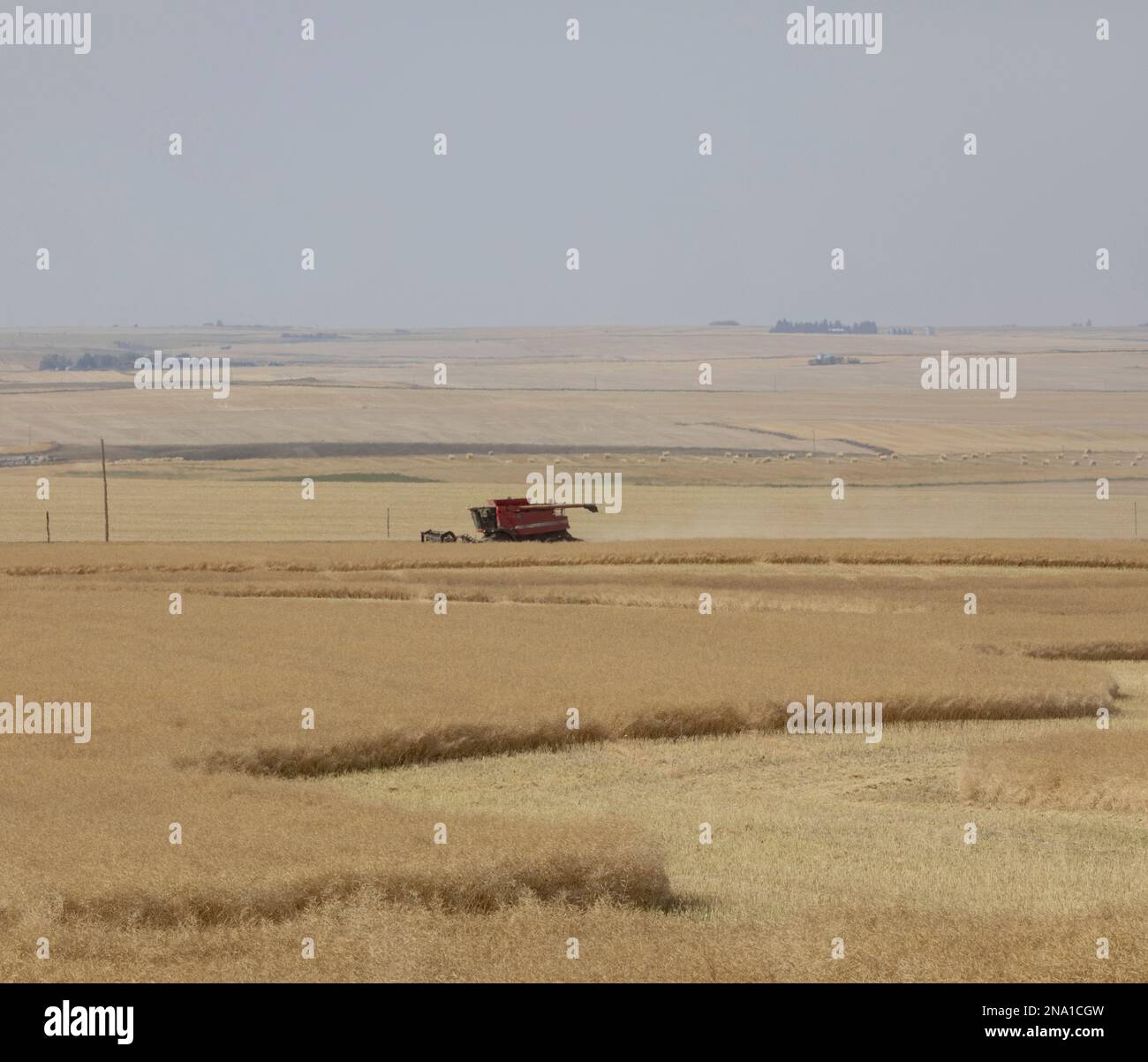 Combini al lavoro sui campi dorati delle praterie canadesi; Alberta, Canada Foto Stock