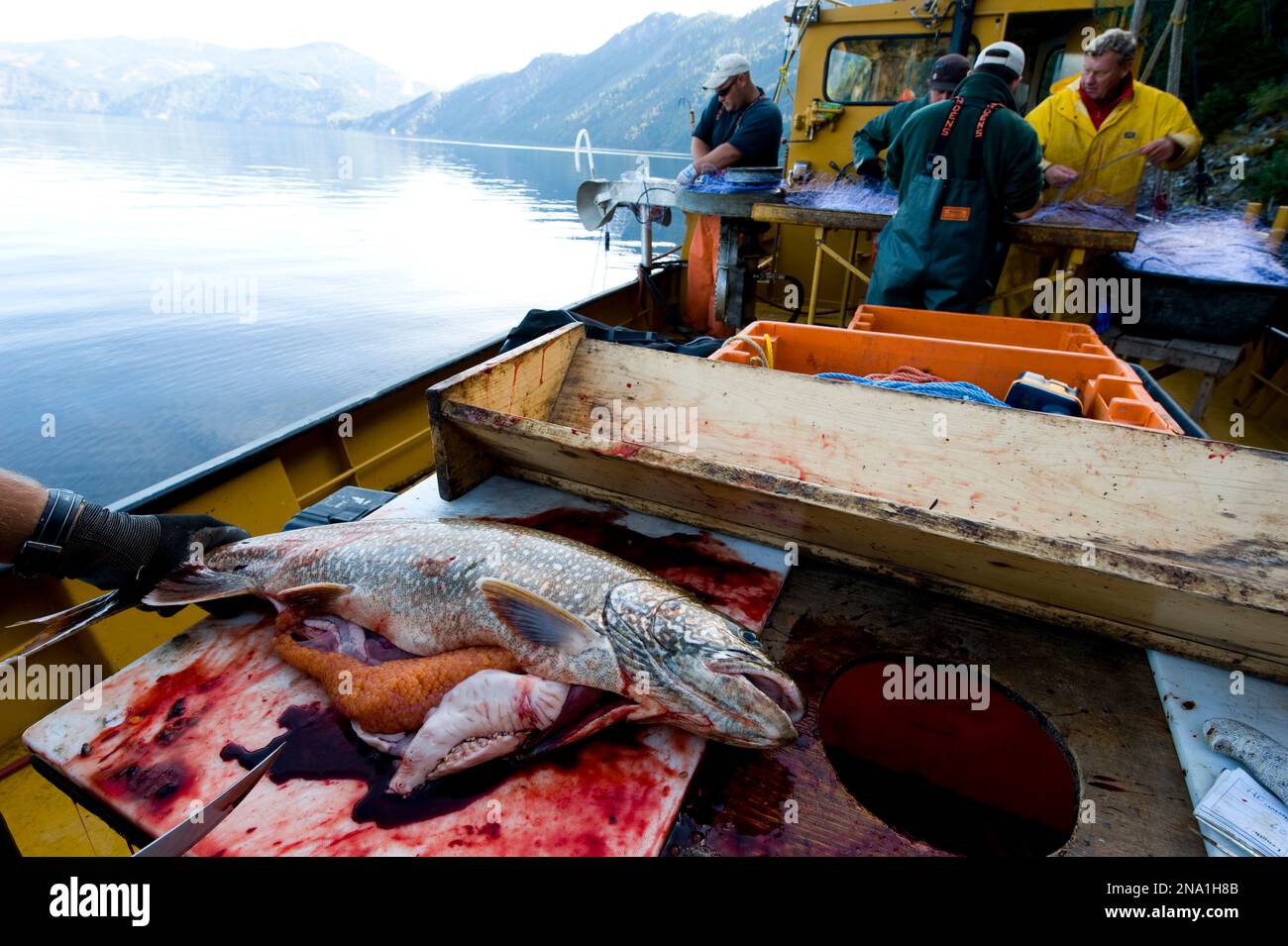 Trota di lago (Salvelinus namaycush) pescata nel lago Pend Oreille; Bay View, Idaho, Stati Uniti d'America Foto Stock