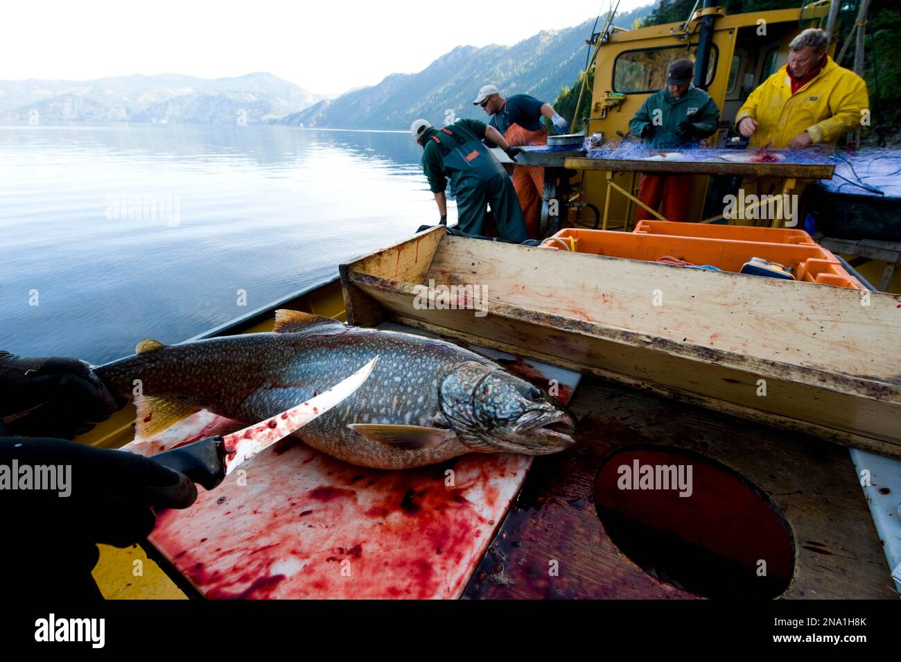 Trota di lago (Salvelinus namaycush) pescata nel lago Pend Oreille; Bay View, Idaho, Stati Uniti d'America Foto Stock