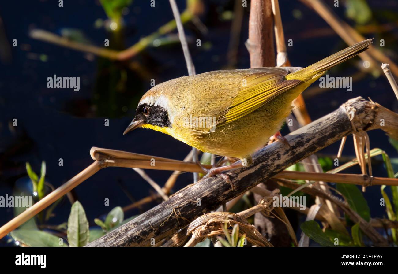 Il comune yellowgola (Geothlypis trichas), Brazos Band state Park Foto Stock
