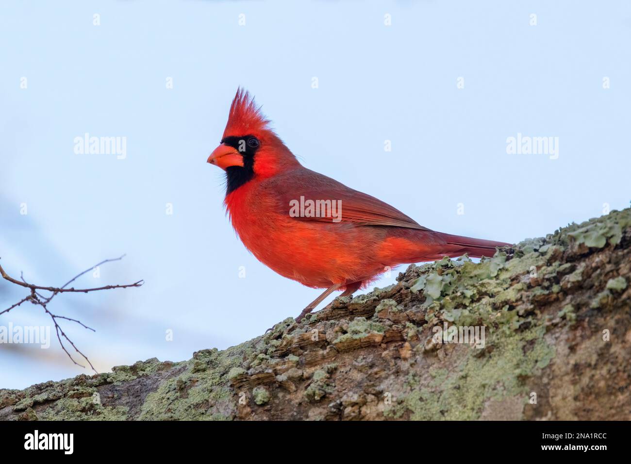 il cardinale settentrionale canta su sfondo azzurro Foto Stock