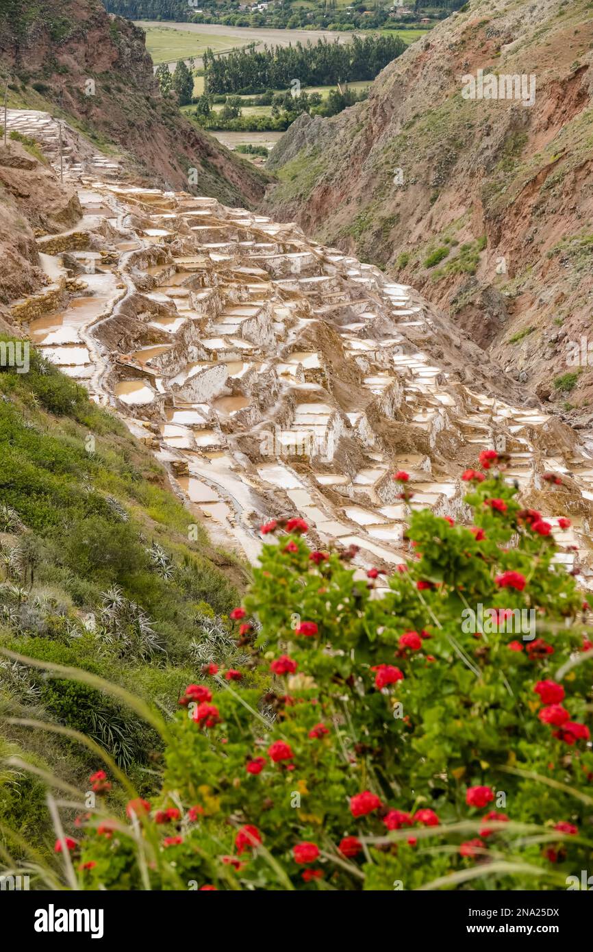 Salineras de Maras, Maras Saline, Valle Sacra, Perù, Sud America Foto Stock