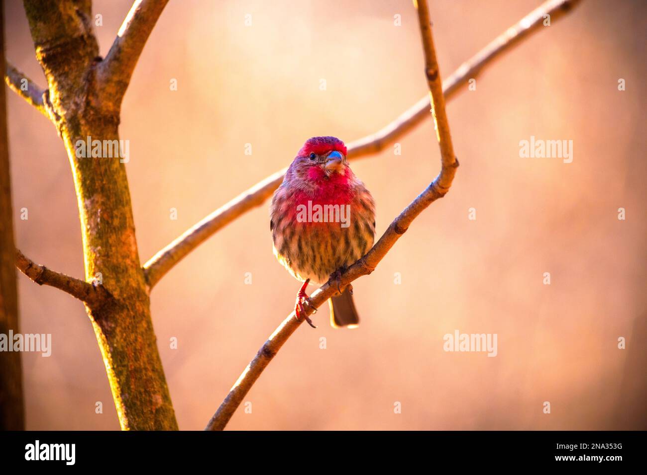 Una finca di casa maschile guarda il volto della telecamera dal suo persico su un piccolo ramoscello. Lo sfondo è caldo con un getto rosso. Preso a Muscatuck NWR. Foto Stock
