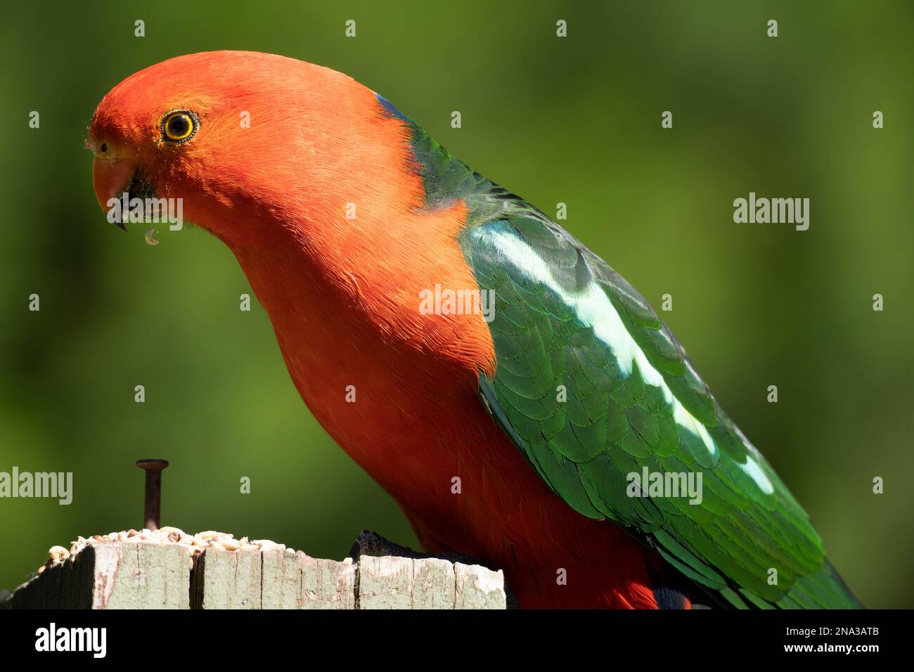 Il Re Australiano Parrot e' colorato con corpo rosso e ali verdi Foto Stock