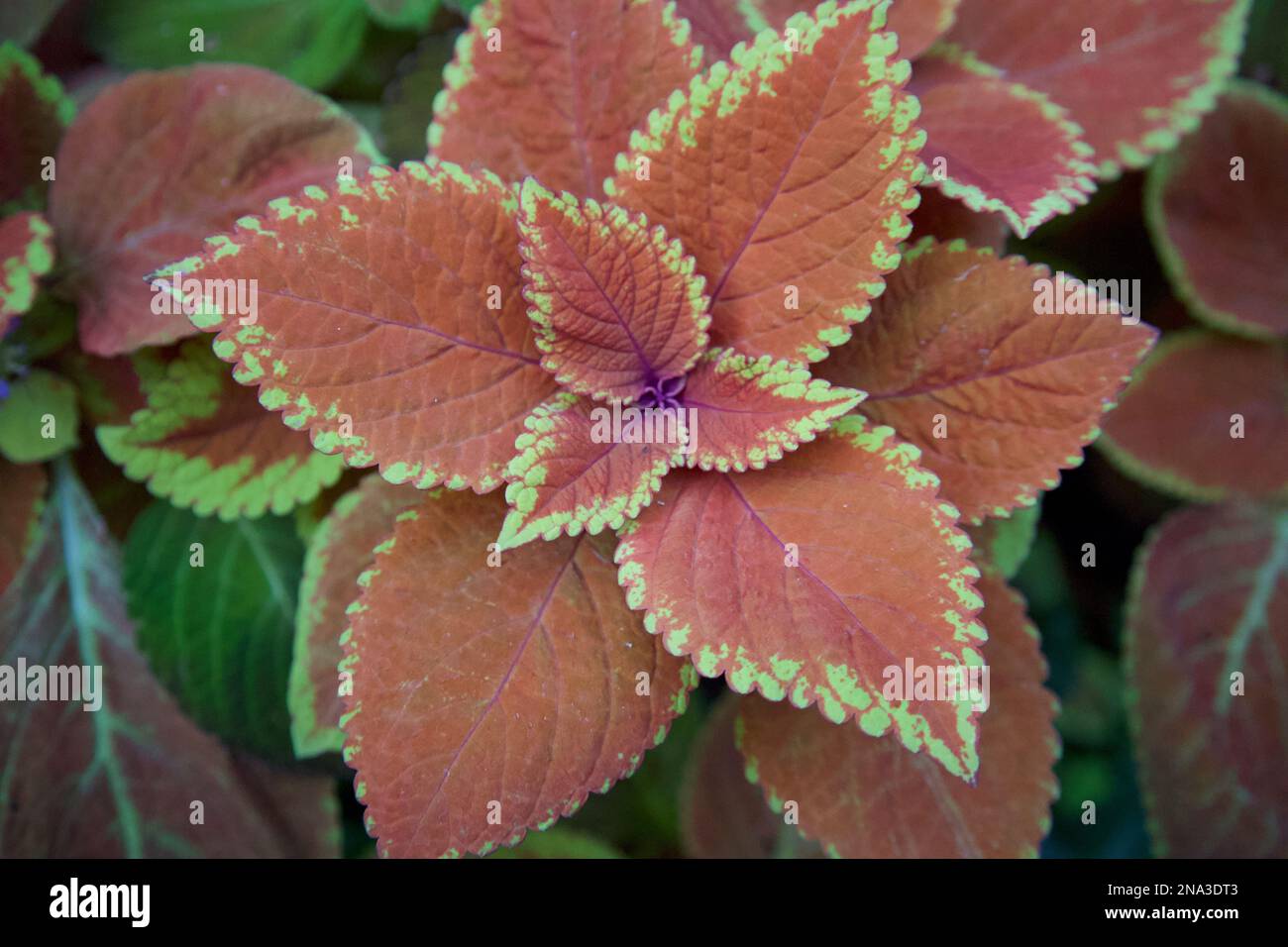 Pianta di coleo arcobaleno con foglie rosse, rifinita con verde chiaro. Foto Stock