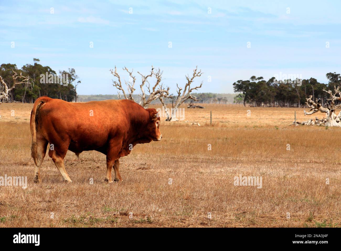 Big bull marrone su terreno agricolo, Australia sud-occidentale Foto Stock