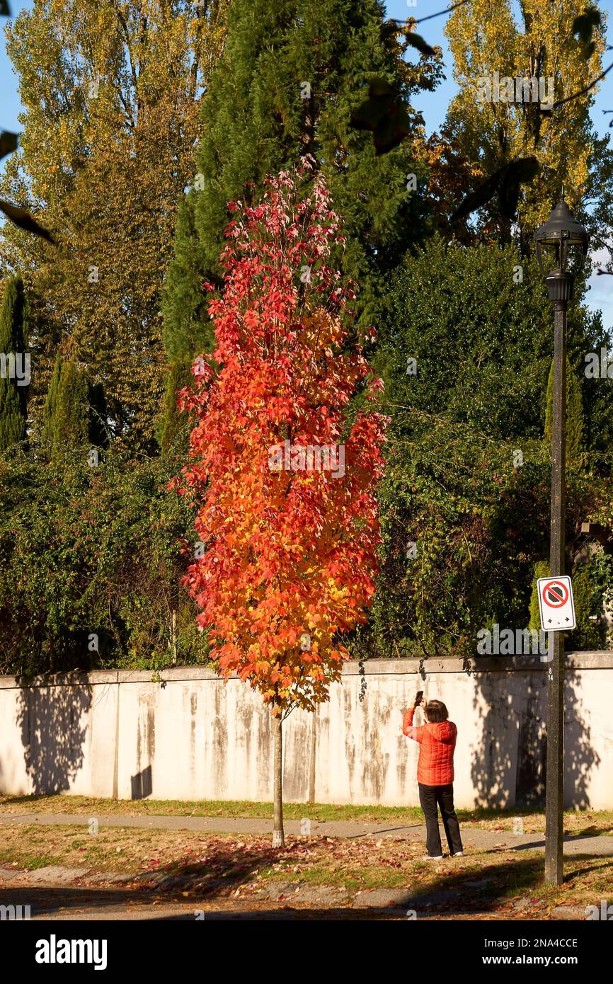Donna che usa il suo cellulare per fotografare un albero di acero con foglie rosse in autunno, Vancouver, BC, Canada Foto Stock