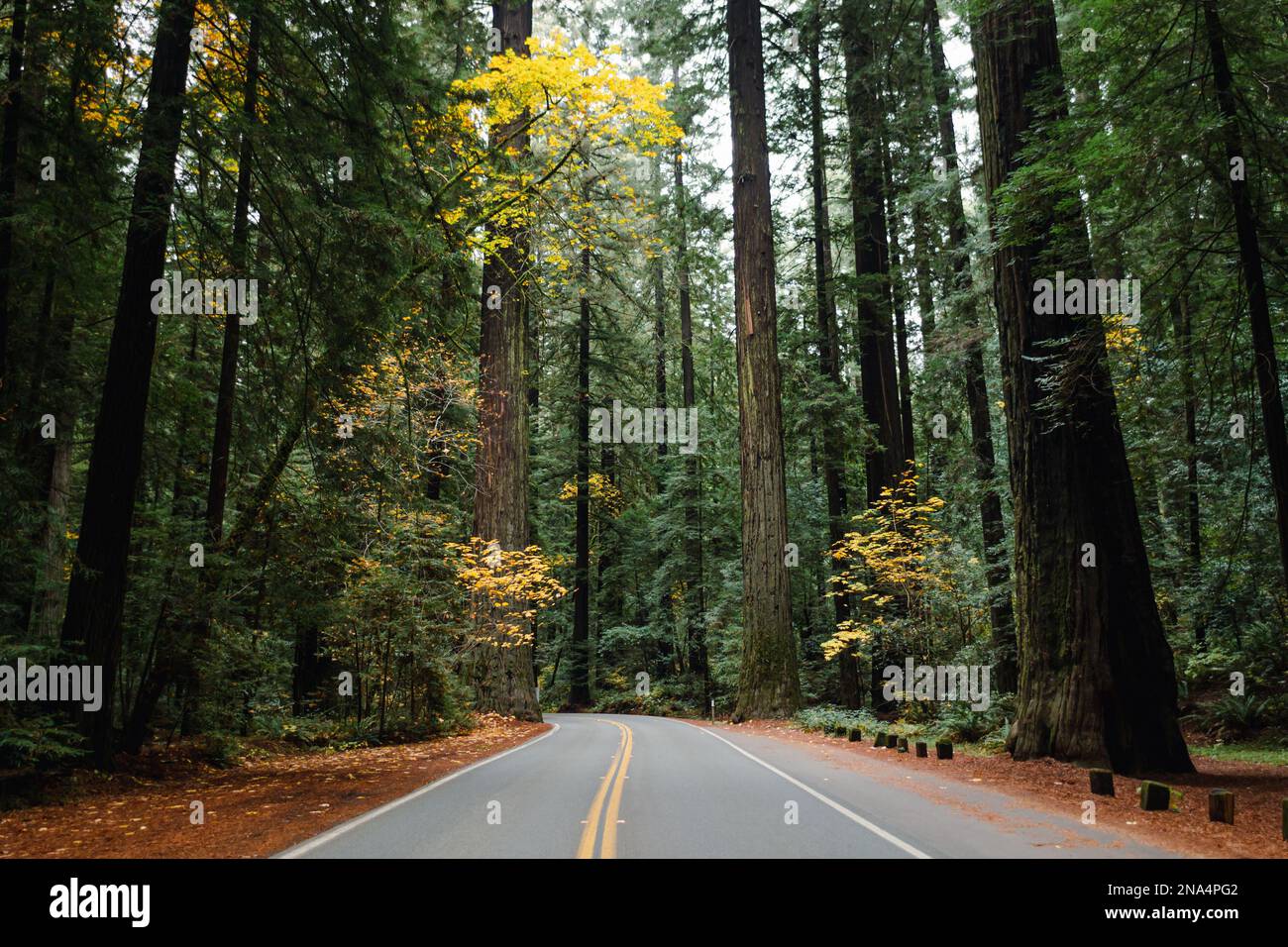 Strada attraverso la California Redwoods Foto Stock
