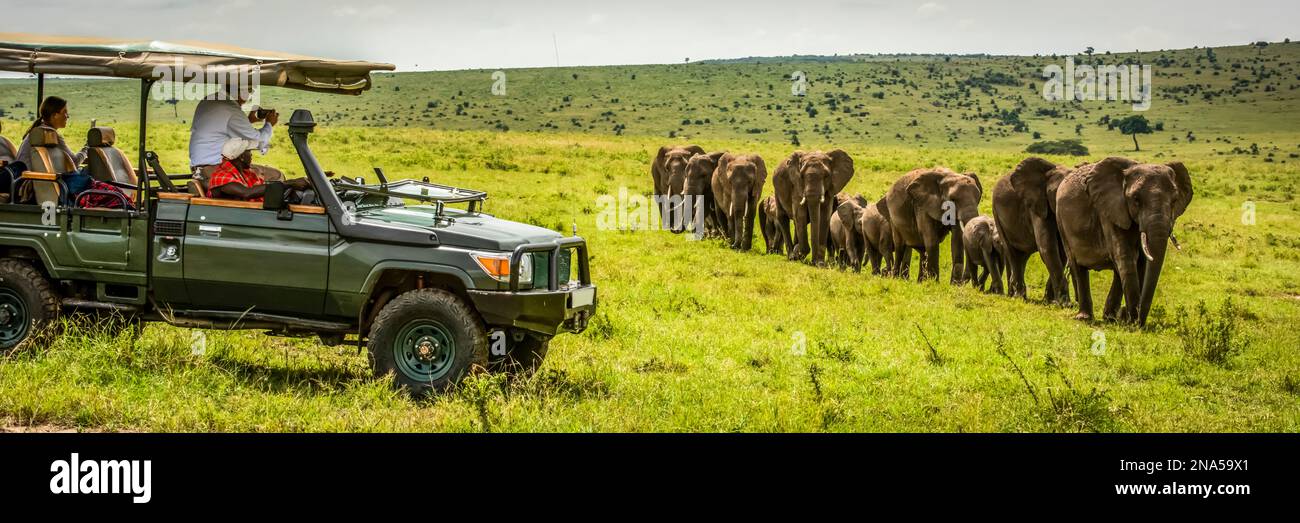 Gli ospiti in camion guardano gli elefanti (Loxodonta africana) passeggiare davanti al campo Safari di Cottar degli anni '1920, alla riserva nazionale di Maasai Mara; Kenya Foto Stock