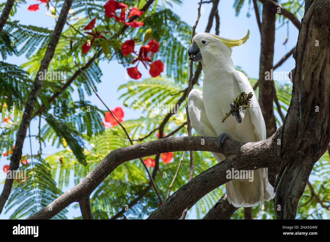 Cockatoo solforoso australiano seduto sul ramo dell'albero che mangia i semi. Ampio cockatoo bianco e giallo Foto Stock