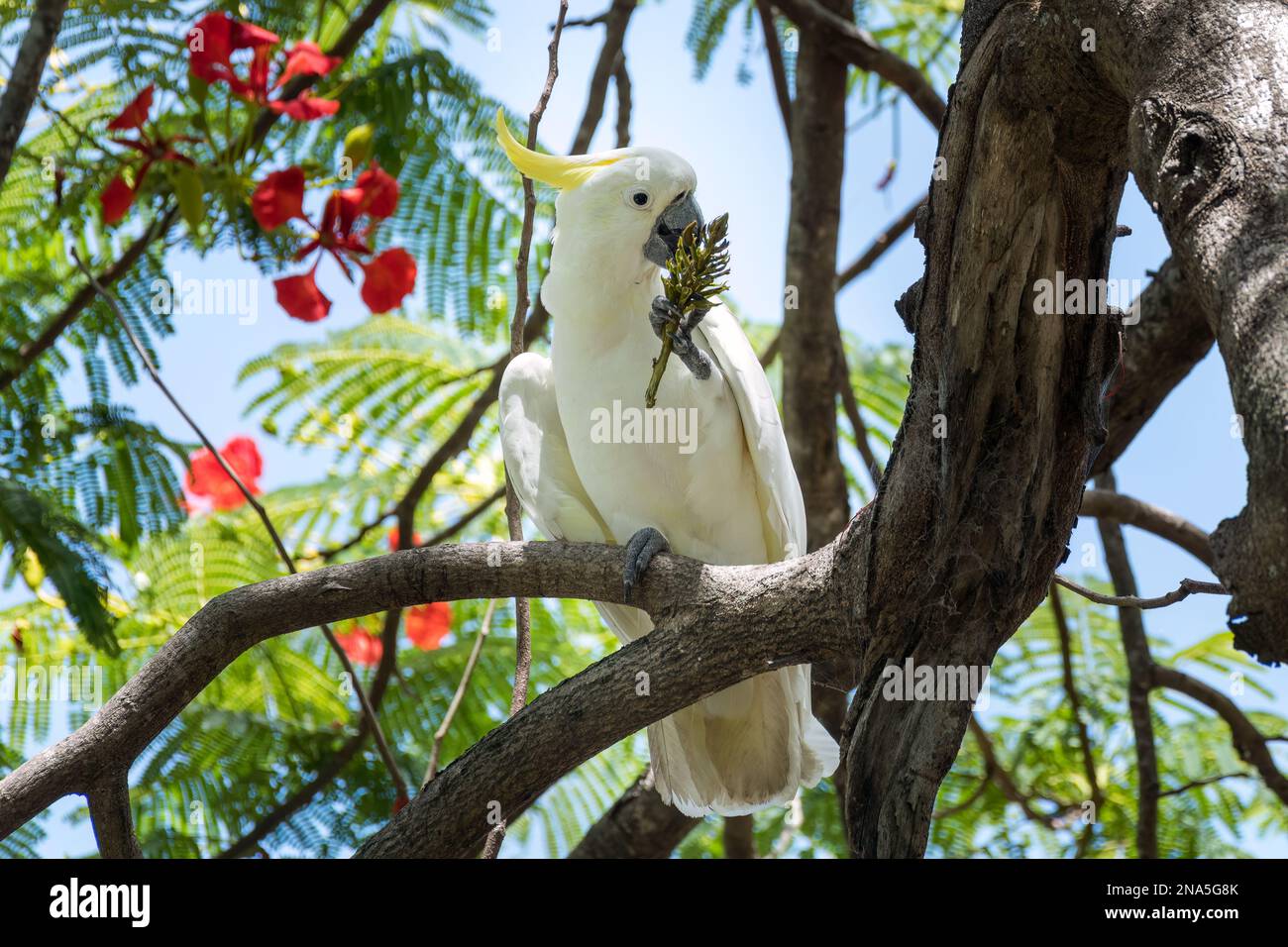 Cockatoo solforoso australiano seduto sul ramo dell'albero che mangia i semi. Ampio cockatoo bianco e giallo. Foto Stock