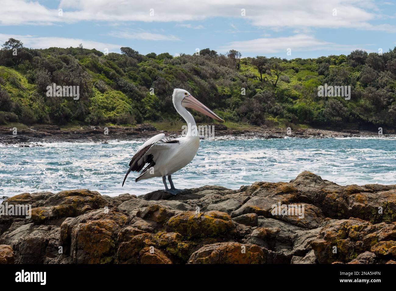 Pellicano australiano arroccato su rocce che si preparano a prendere il volo, Shellharbour Killalea Beach, New South Wales, Australia Foto Stock