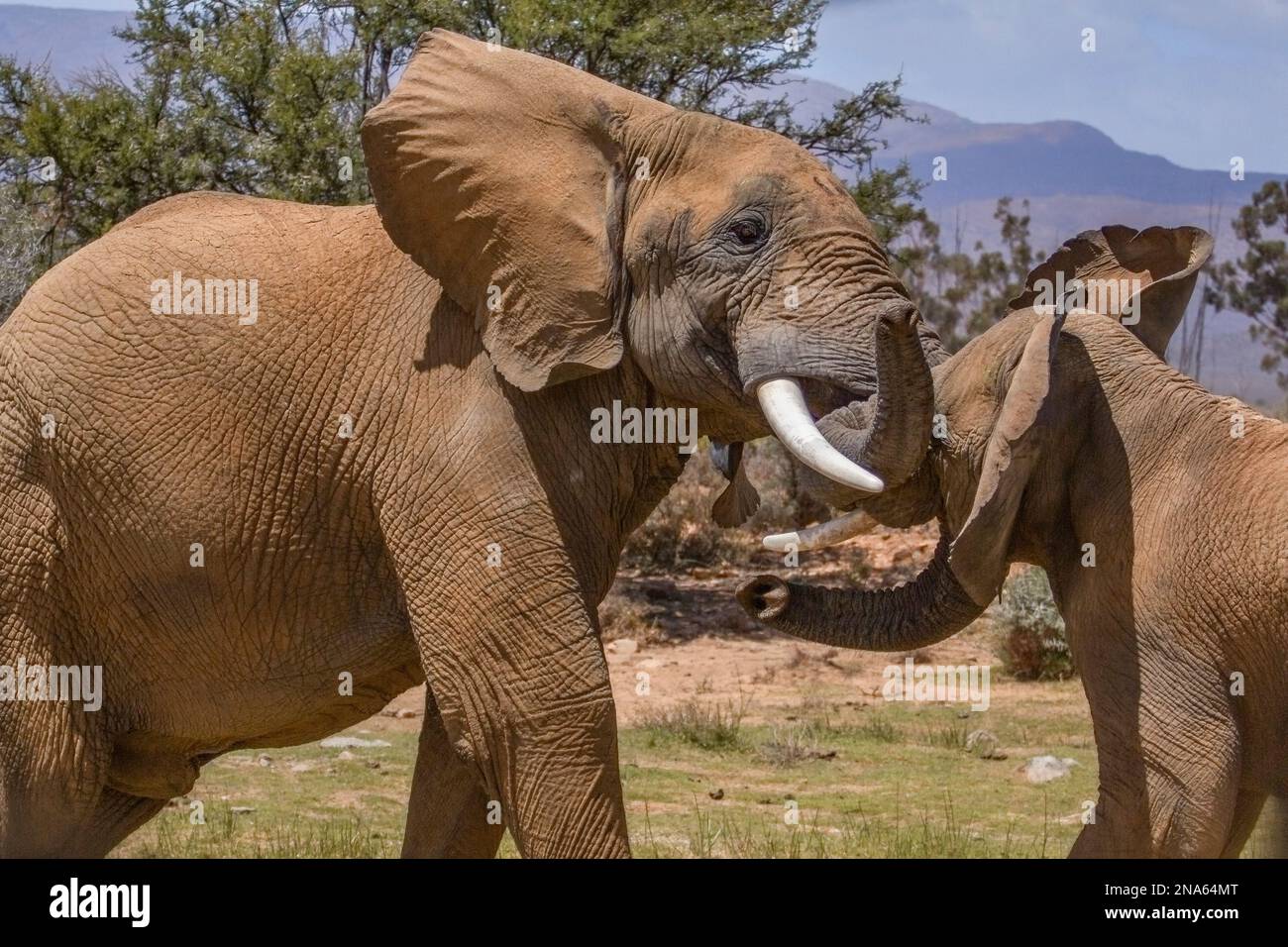 Quando due elefanti combattono Foto Stock