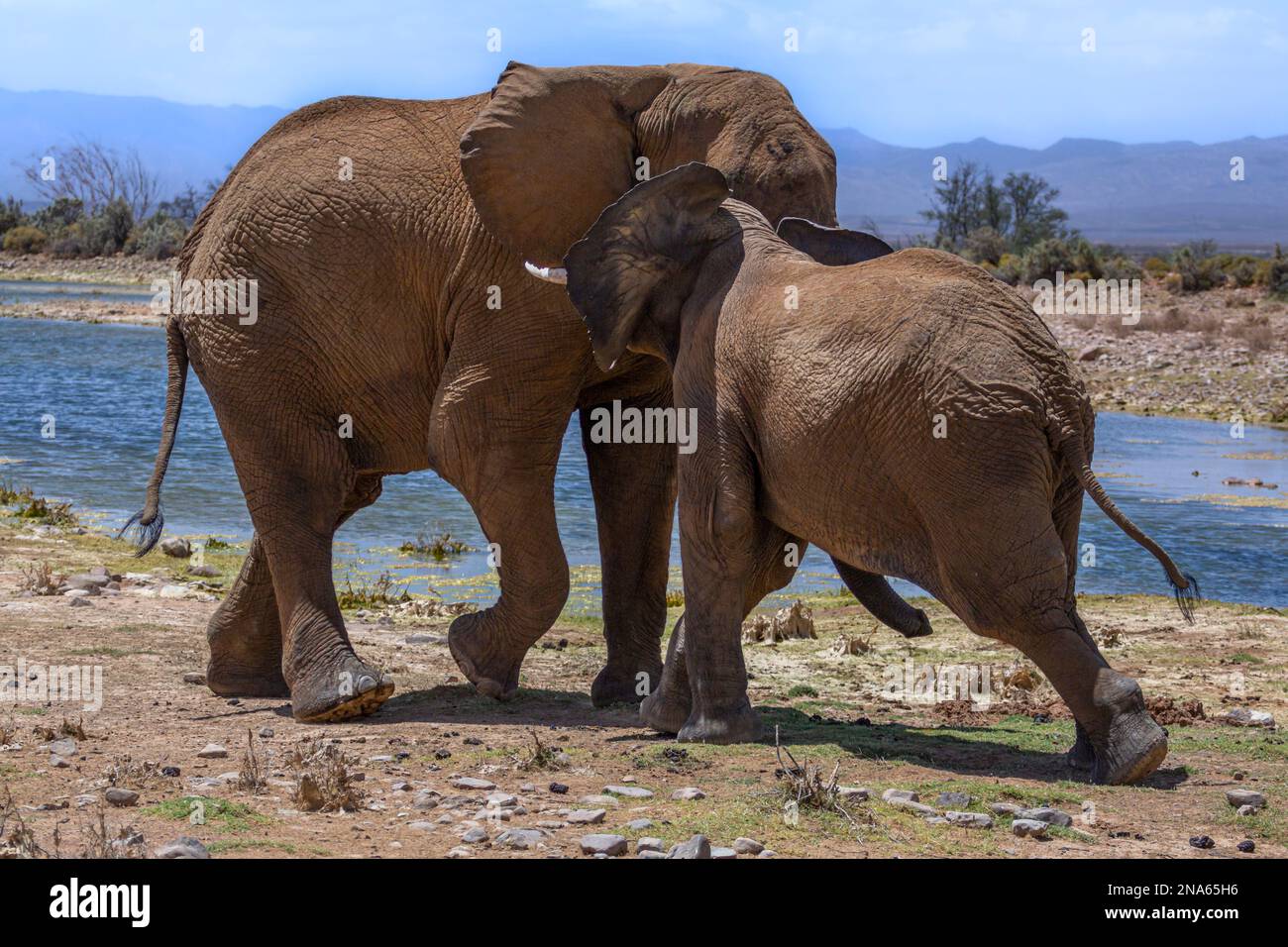 Quando due elefanti combattono e bloccano i tronchi Foto Stock