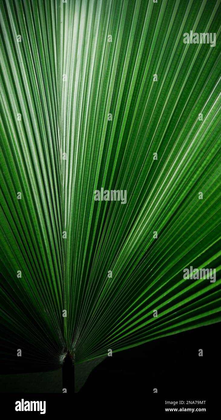 palm foglie di foresta tropicale carta da parati Foto Stock