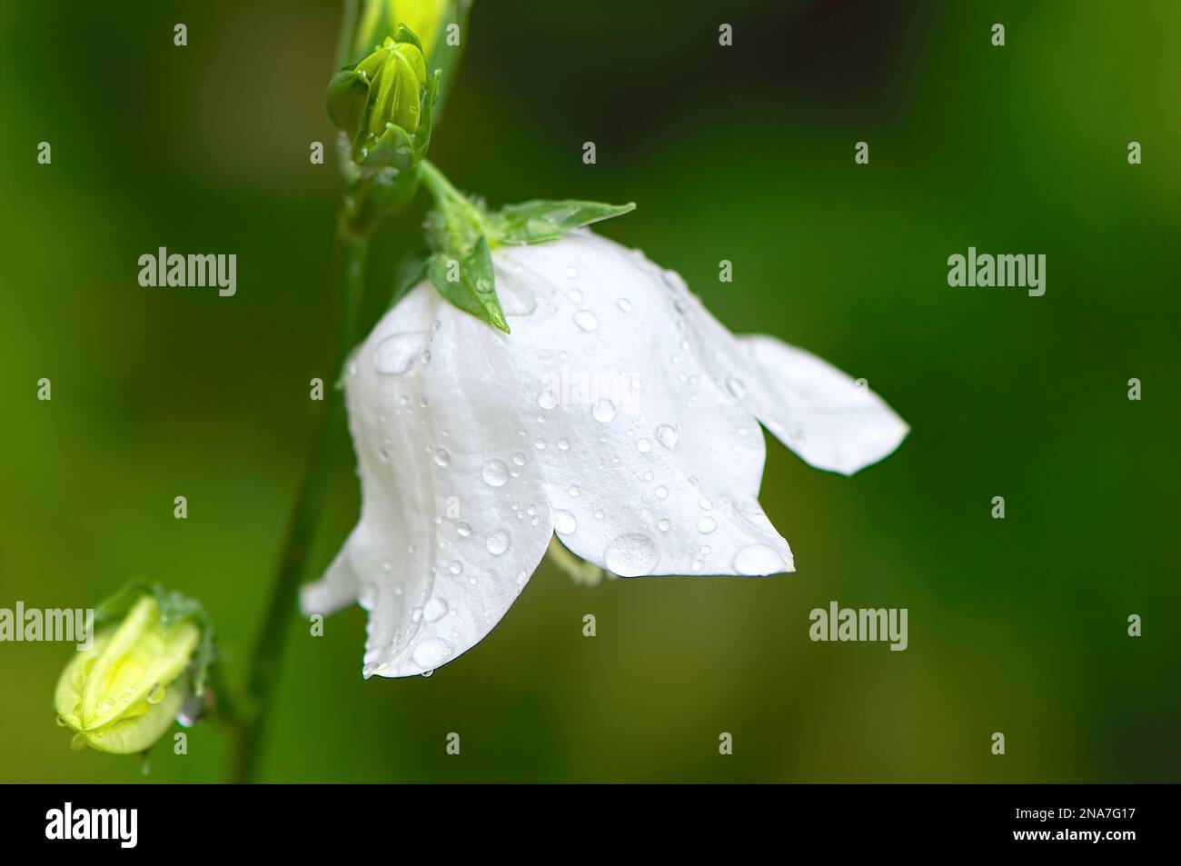 Bellflower con foglie di pesca (Campanula persicifolia) - primo piano di un singolo fiore bianco dal lato con gocce di pioggia. Foto Stock