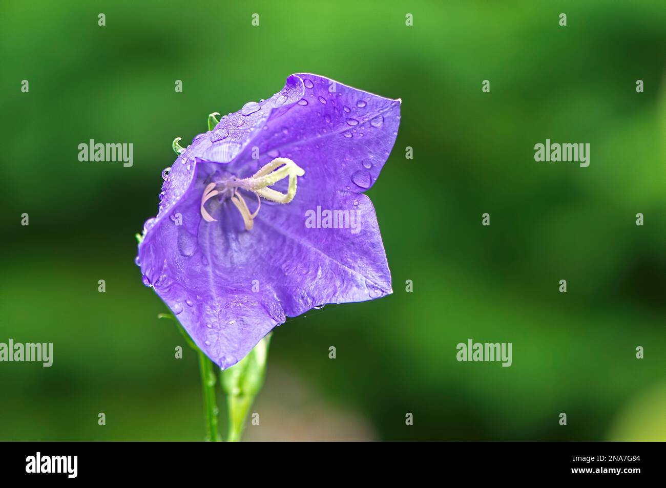 Bellflower (Campanula persicifolia) - primo piano di un singolo fiore viola con gocce di pioggia - spazio copia. Foto Stock