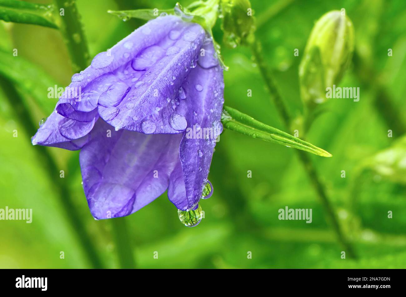 Un Bellflower (Campanula persicifolia) - primo piano di un singolo fiore viola - apertura di germogli con gocce di pioggia e rifrazione. Foto Stock
