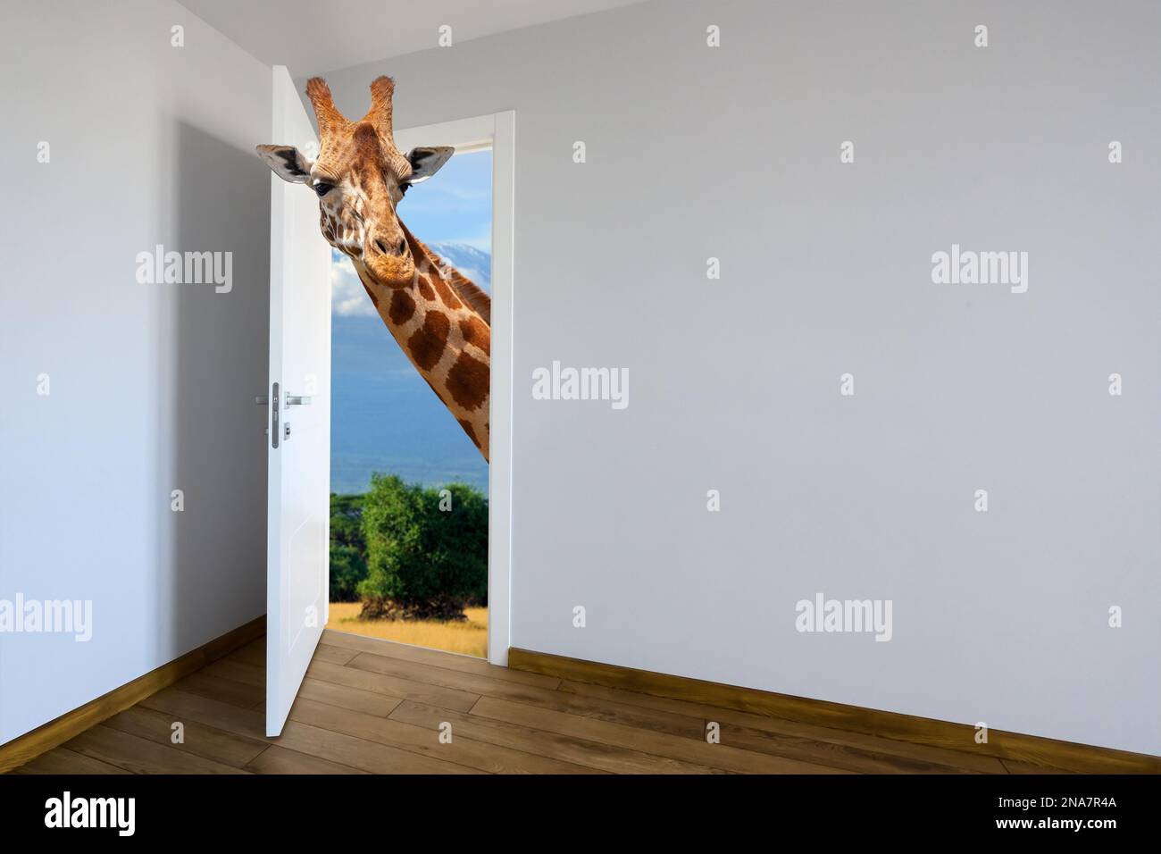 Giraffa che entra in una porta. Osservazione degli animali da un muro. Camera con decorazioni per bambini. L'immaginazione di Сhild o un sogno Foto Stock