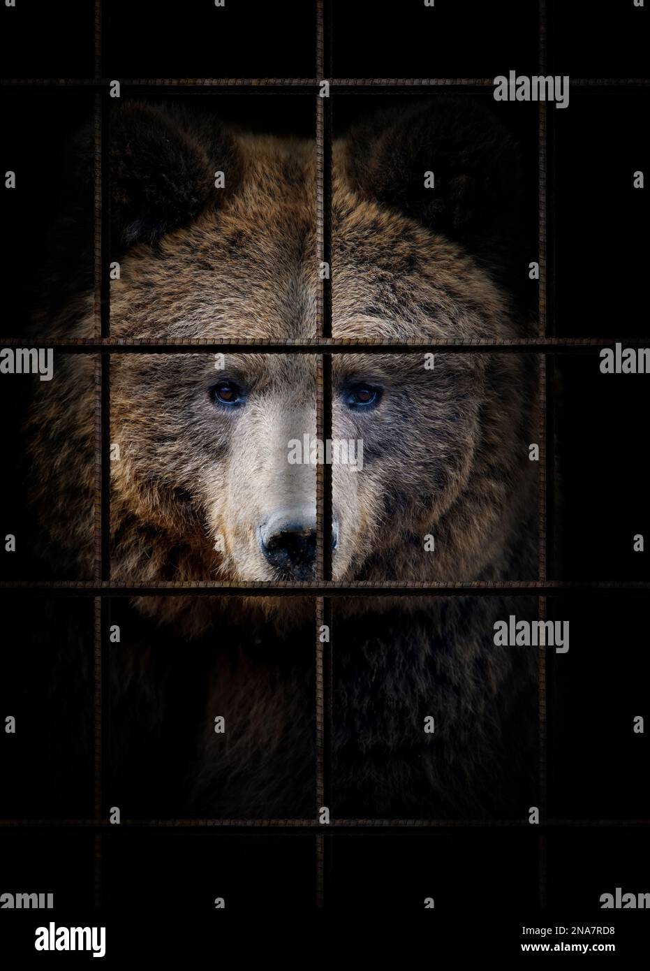 Orso in gabbia di ferro su sfondo nero. Concetto di diritti degli animali Foto Stock