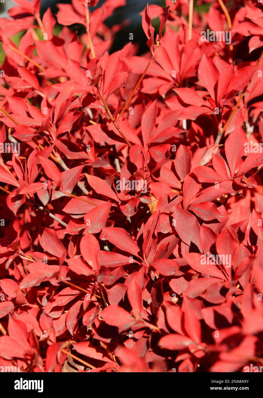 Foglie autunnali a strapiombo. Lago Kawaguchiko, Giappone. Foto Stock