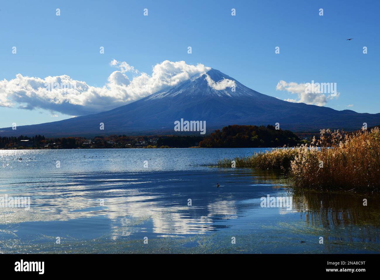 Una vista del Monte Fuji dal Lago Kawaguchiko nella prefettura di Yamanashi, Giappone. Foto Stock