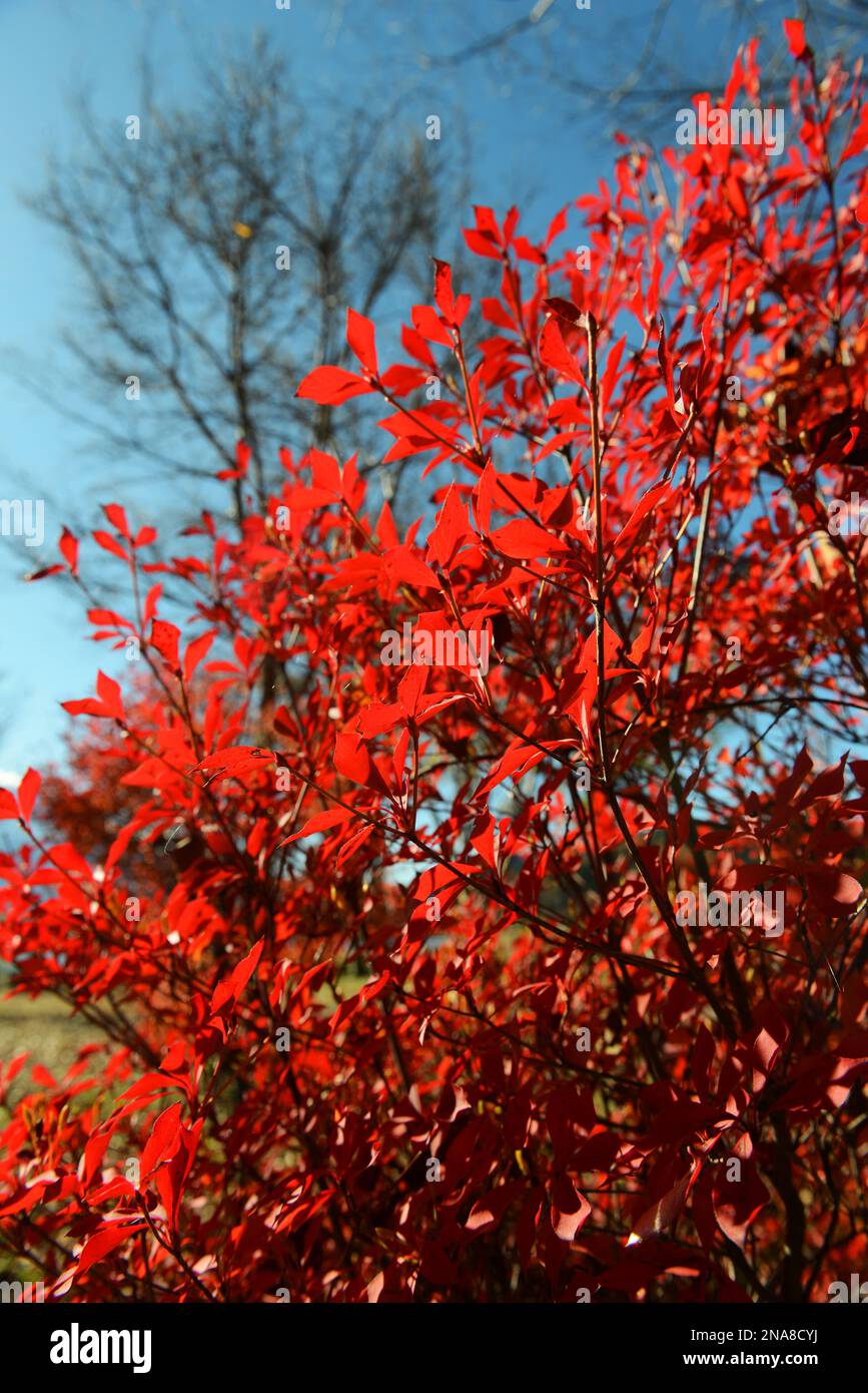 Foglie autunnali a strapiombo. Lago Kawaguchiko, Giappone. Foto Stock