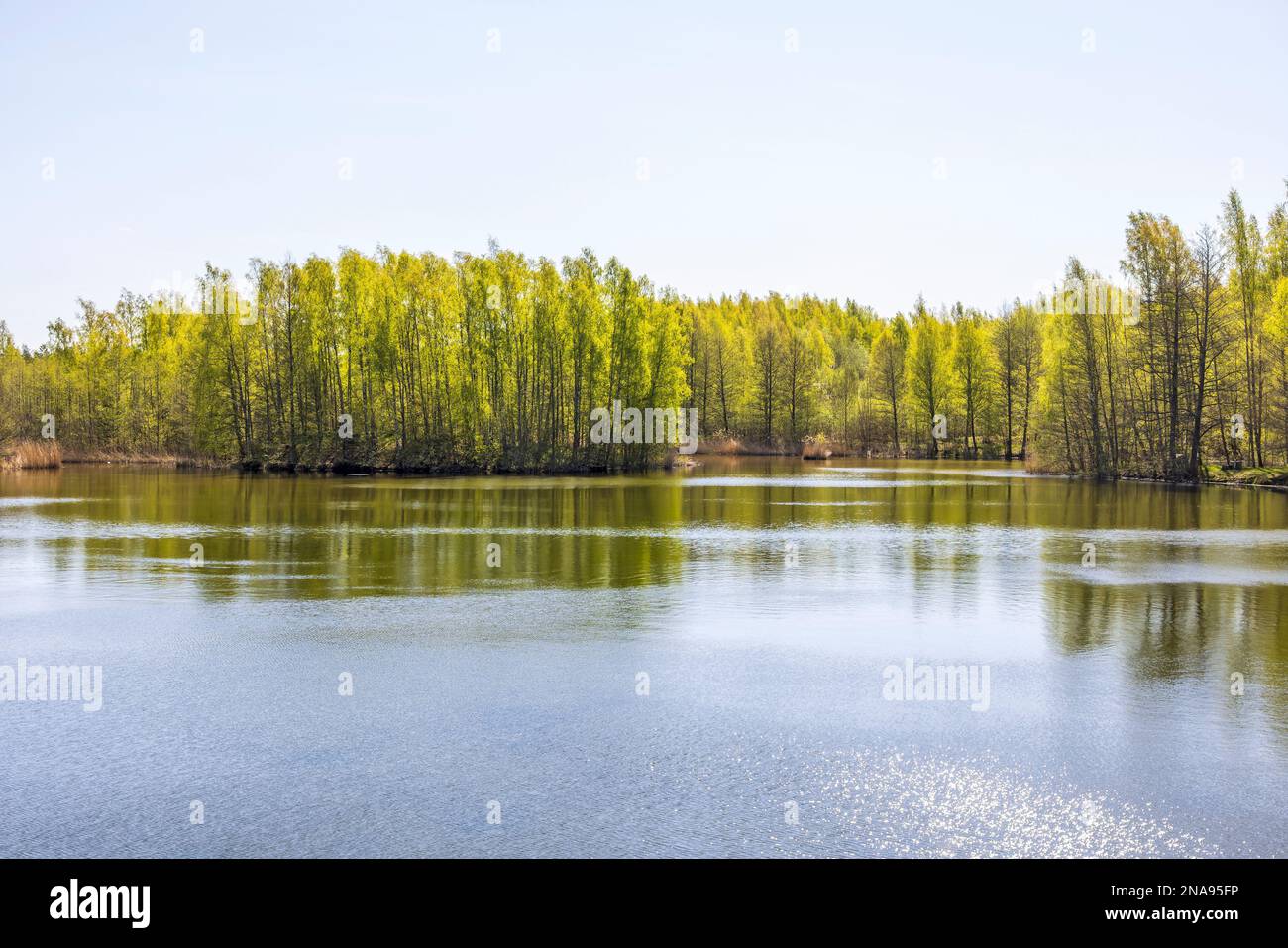 Lussureggiante foresta decidua vicino a un lago in primavera Foto Stock