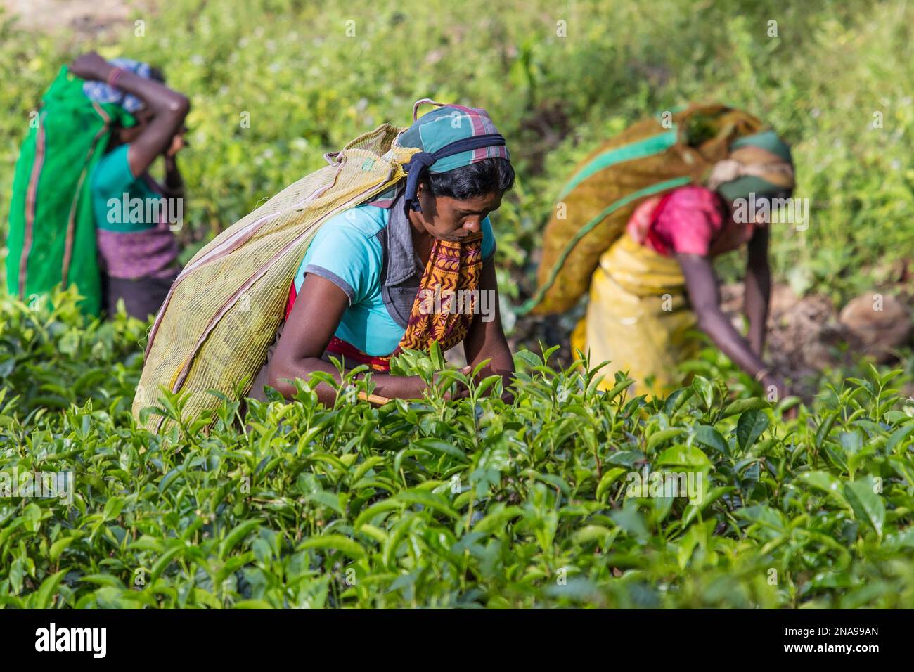 Raccoglitori di tè nella Dambatenne Tea Estate, Hill Country, Sri Lanka; Diyatalawa, Distretto di Badulla, Sri Lanka Foto Stock