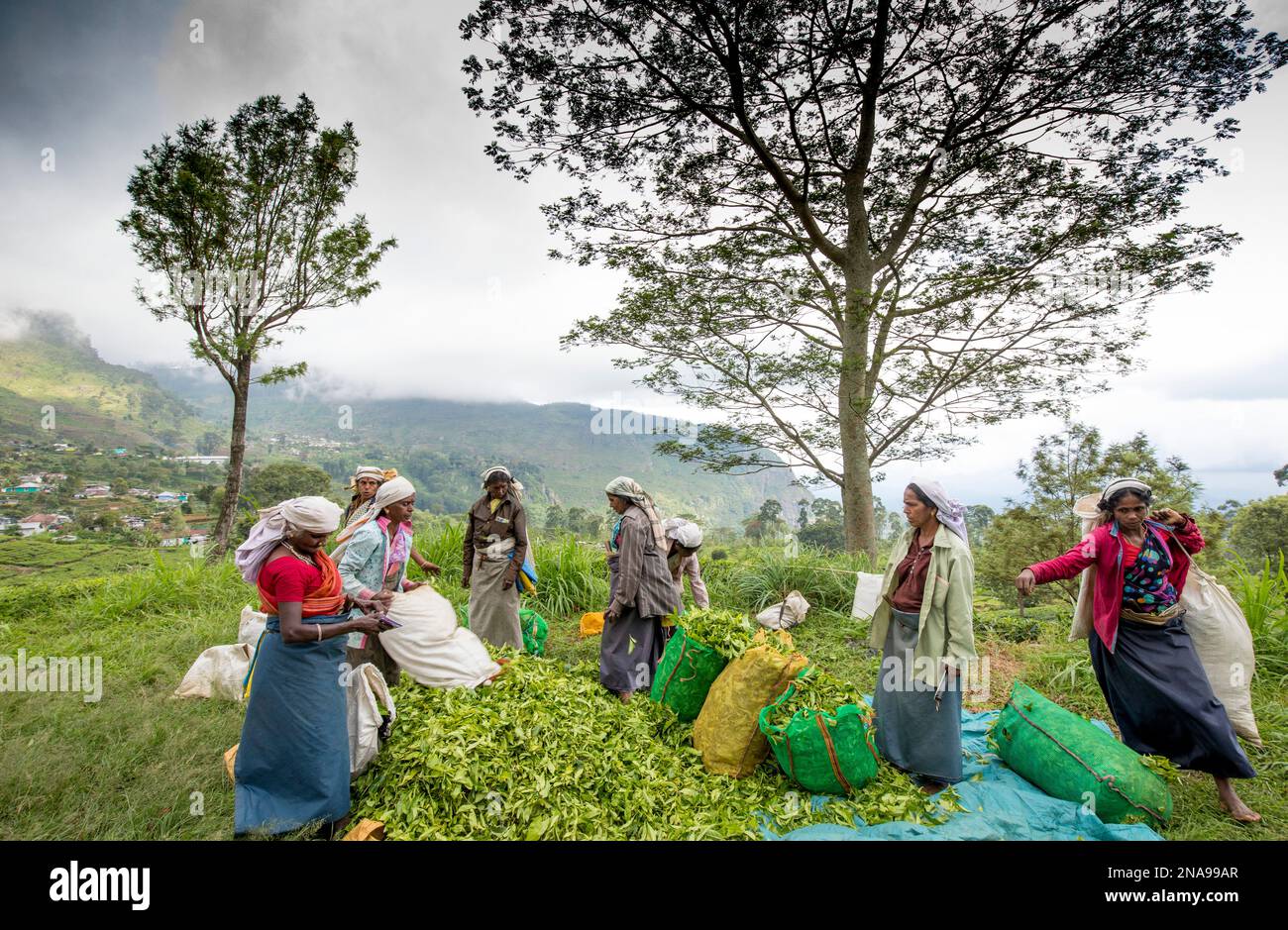 Tea Estate Workers on the Dambatenne Tea Estate, Hill Country, Sri Lanka; Diyatalawa, Badulla District, Sri Lanka Foto Stock